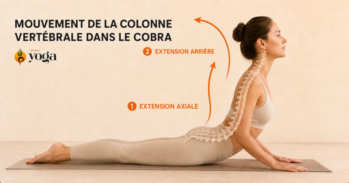 Femme pratiquant la posture du cobra avec visualisation de l’extension axiale et de l’extension arrière de la colonne vertébrale.
