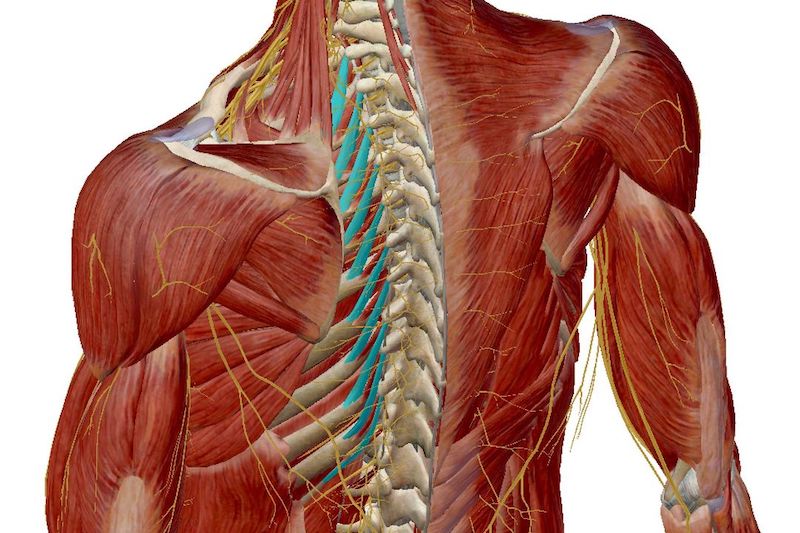 yoga respiration anatomie