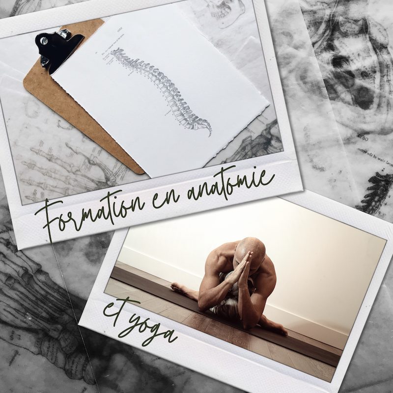 formation de yoga et anatomie